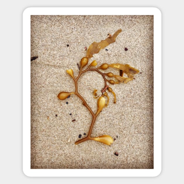 Beach Art by Kelp Sticker by ephotocard